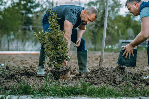 Best Affordable Tree Service  in Valencia, NM